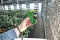 Raindrop Peperomia (Peperomia polybotrya) - 2 Live Starter Plants, 2-Inch Pots