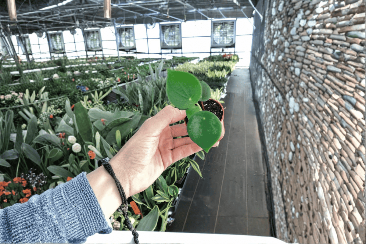 Raindrop Peperomia (Peperomia polybotrya) - 2 Live Starter Plants, 2-Inch Pots