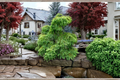 Miss Grace Dawn Redwood Metasequoia glyptostroboides – 1 Year Grafted, 8" Tall