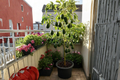 Mexican Avocado Tree - Grafted Live Plant 3–4 Ft Tall
