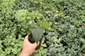 Anthurium Dressleri x Black Sweet Hybrid | 2 Live Plants in 4-Inch Pots