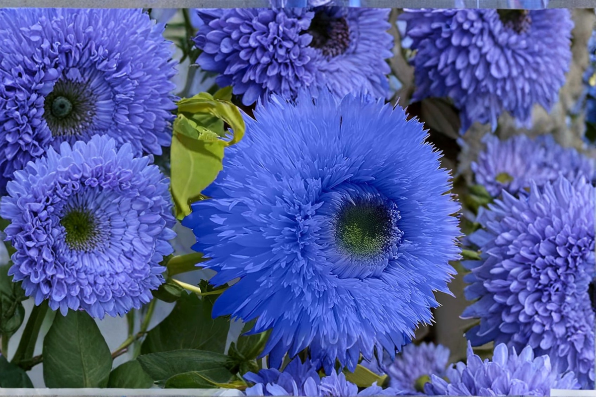 Blue Sunflower Seeds - 20 Pack | Rare Ornamental Helianthus annuus