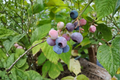 Pink Lemonade Blueberry Vaccinium 'Pink Lemonade' - 2 Rooted Starter Plants in 1 Qt Pots