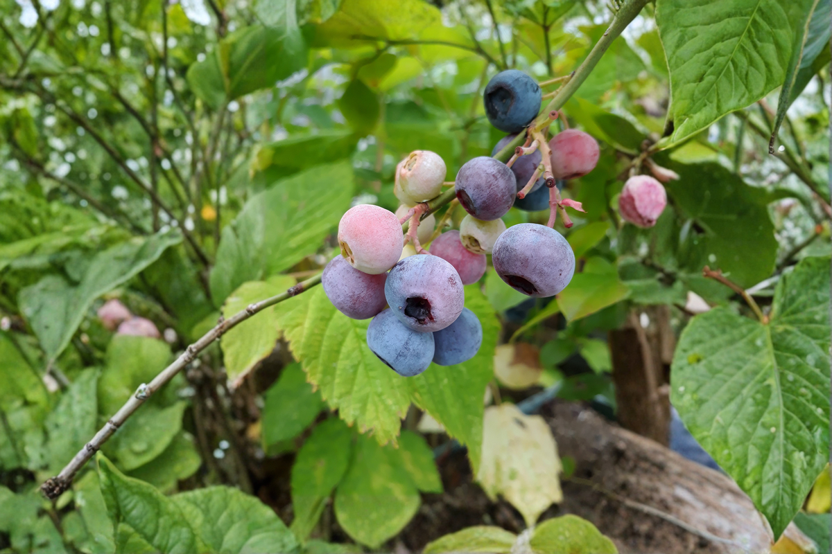 Pink Lemonade Blueberry Vaccinium 'Pink Lemonade' - 2 Rooted Starter Plants in 1 Qt Pots