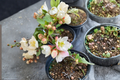 Toyo Nishiki Flowering Quince (Chaenomeles japonica) - 2 Gallon Live Plant