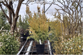 Snow Cypress Chamaecyparis pisifera ‘Snow’ | 4-Inch Pot Unrooted Live Plant