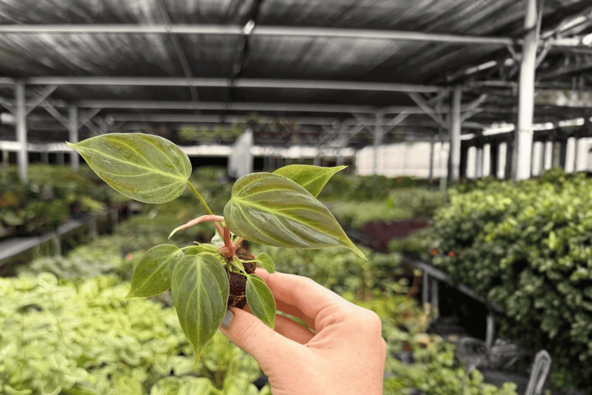 Philodendron El Choco Red (Philodendron rubrijuvenile) Starter Plants - 2 Plug Plants