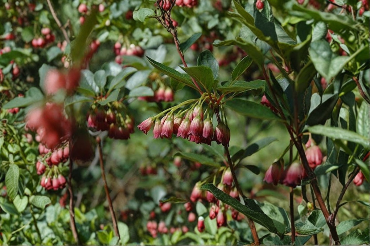 Red Velvet Enkianthus Live Plant (Enkianthus campanulatus ‘Red Velvet’) - 2 Gallon Pot