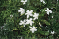 Poet's Jasmine (Jasminum officinale) Rooted Live Plant | 6-9 Inch White Flowering Vine