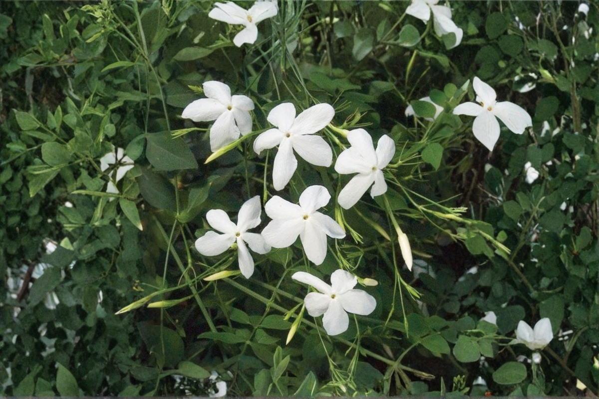 Poet's Jasmine (Jasminum officinale) Rooted Live Plant | 6-9 Inch White Flowering Vine