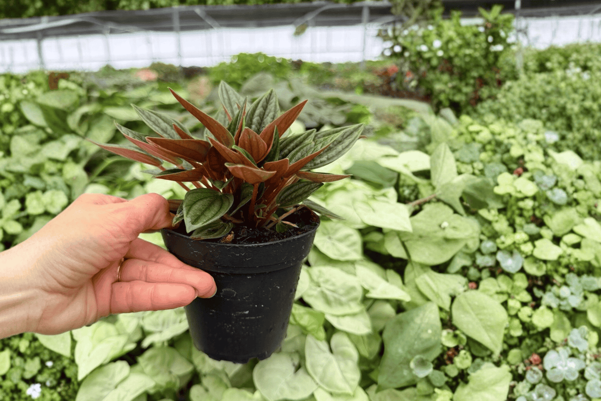 Peperomia Rosso 2 Live Plants in 4-Inch Pots | Peperomia caperata ‘Rosso’