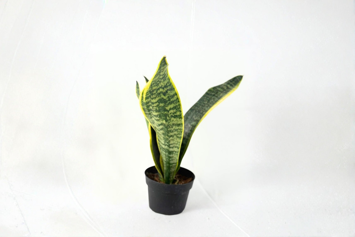 Sansevieria Laurentii Live Snake Plant in 4 Inch Pot | Rooted Starter Plant