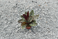 Calathea Ornata Pinstripe Calathea Starter Plant | Rooted Cutting