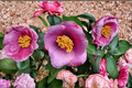 Japanese Camellia Grape Soda – 1 Gallon Evergreen Flowering Shrub