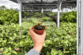 Anthurium Silver Hope x Red Sinus - 2 Live Plants in 4-Inch Pots