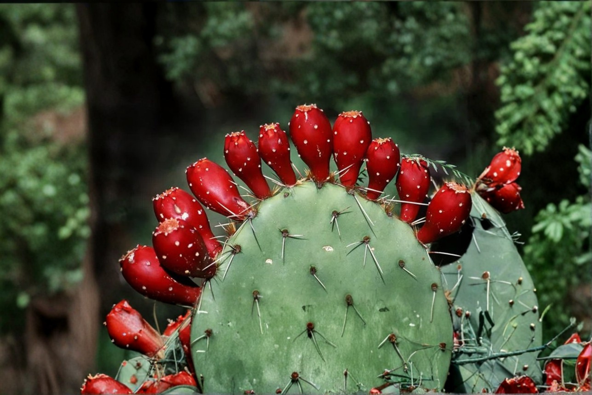 Cactus Pear Seeds (Opuntia ficus-indica) - 20 Fresh Seeds for Desert Garden, Full Sun, Well-Drained Soil