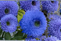 Blue Sunflower Seeds - 10 Pack (Helianthus annuus) Rare Blue Flower - Full Sun