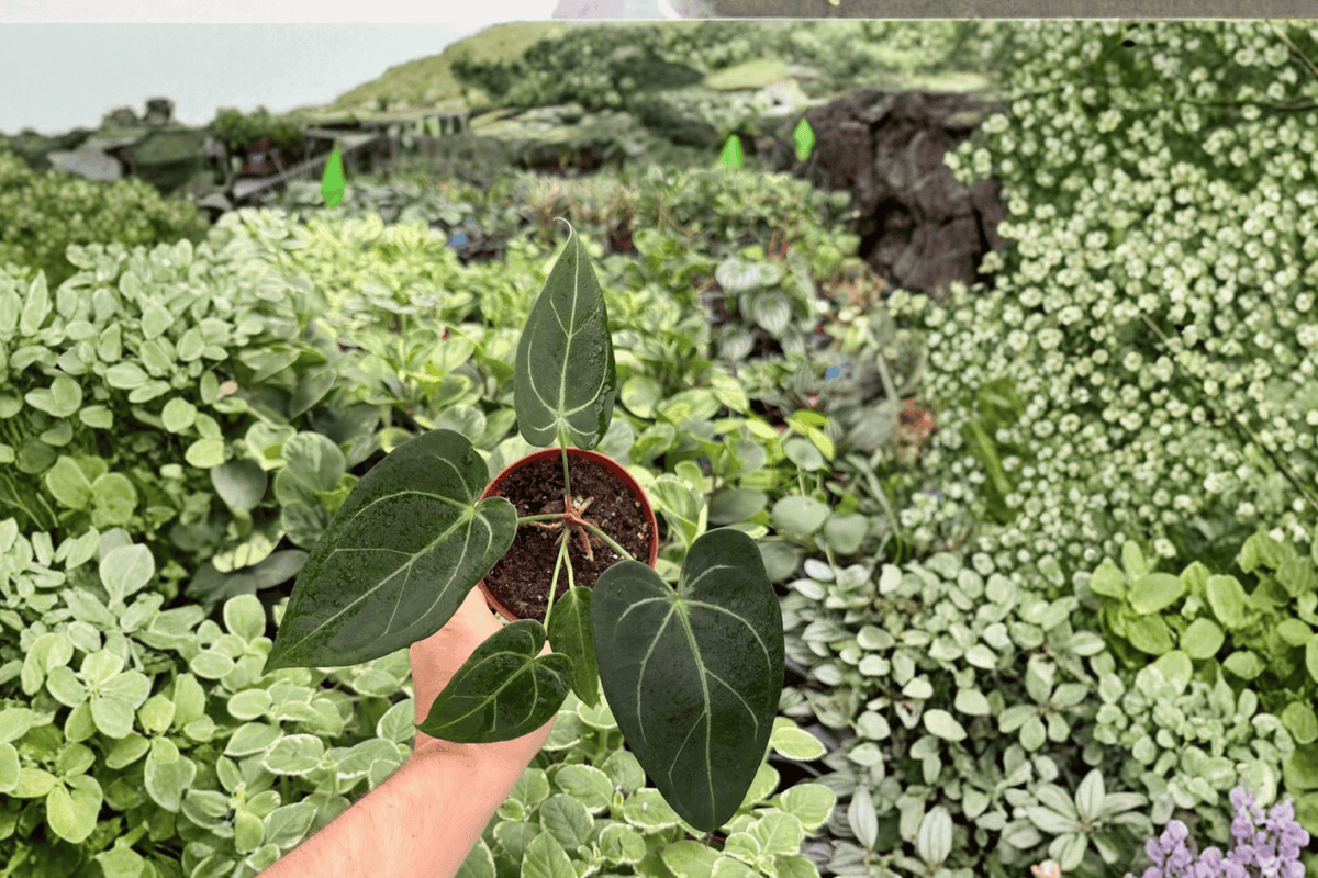 Anthurium Red Stem x Norte Live Plants, 4-Inch Pots — 2 Exact Plants