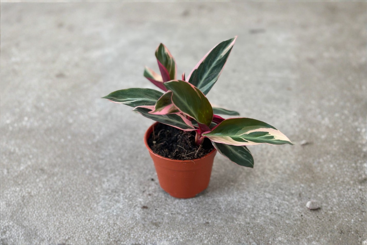 Stromanthe Triostar Live Plant - Tropical Indoor Houseplant, Pink White Green Foliage (2, 4, or 6 Inch Pots)