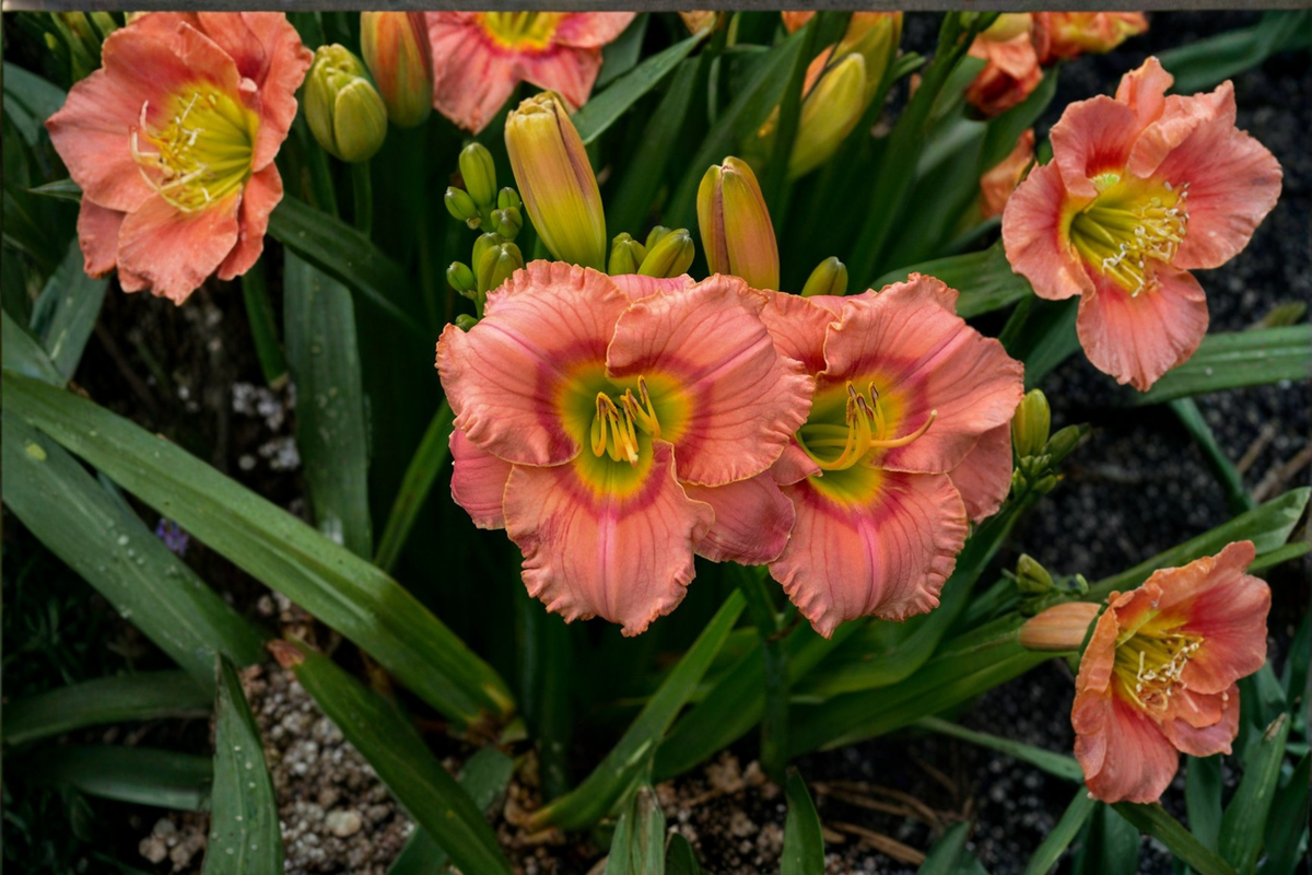 Elegant Candy Daylily 3 Bare Root Plants - Hemerocallis ‘Elegant Candy’