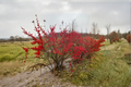 Winterberry Maryland Beauty – Ilex verticillata, Female 12" Live Plant in 1 Gal Pot