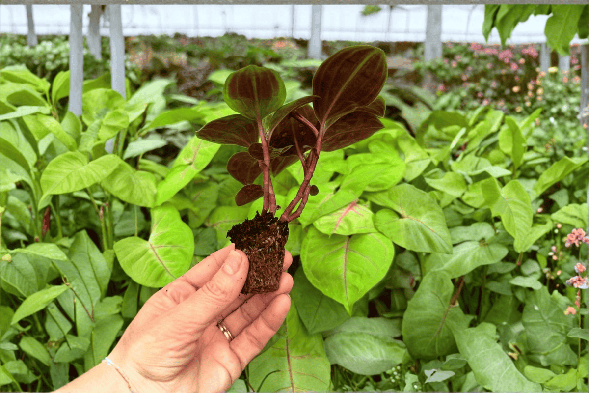Geogenanthus Poeppigii - 2 Live Starter Plants (Starter Plants, 2-inch Pots)