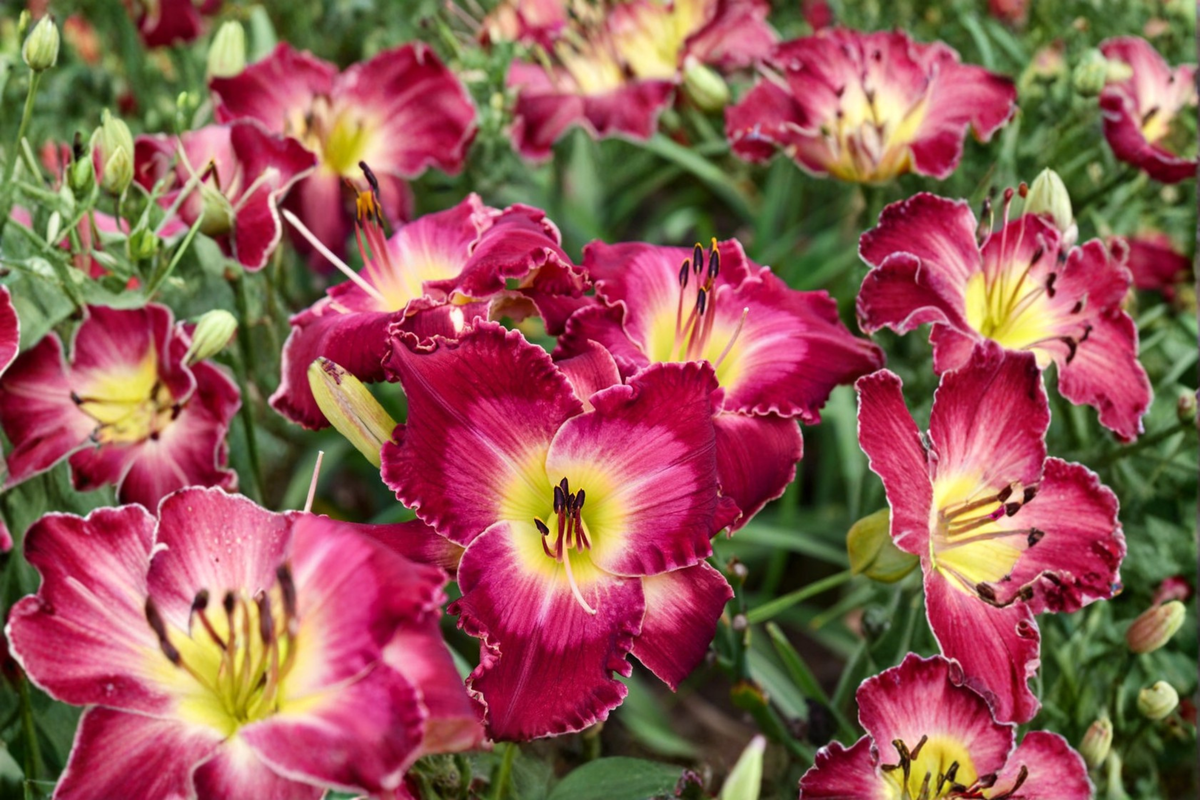 Blood Sweat And Tears Daylily Bare Root 3 Pack | Hemerocallis Perennial Red Yellow Blooms