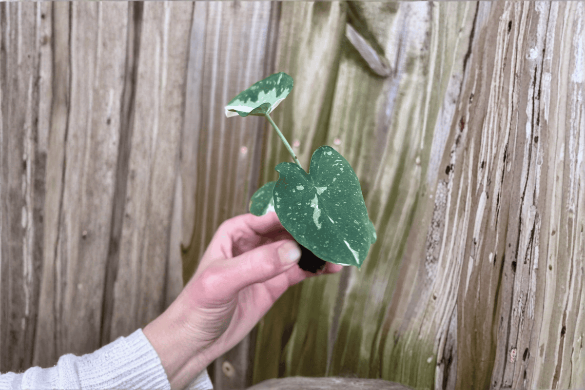 Colocasia Milky Way Ele Paio Starter Plants - 2 Live Bare-Root 2-Inch Pots