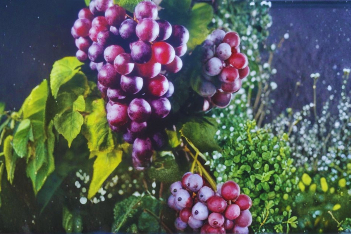 Black Beauty Muscadine Grape Vine - 4-6 ft Live Climbing Vine for Trellis, Dark Grapes