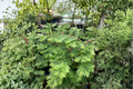 Bonsai Dawn Redwood Live Plant (Metasequoia glyptostroboides) - 8 Inch, 1 Year Grafted