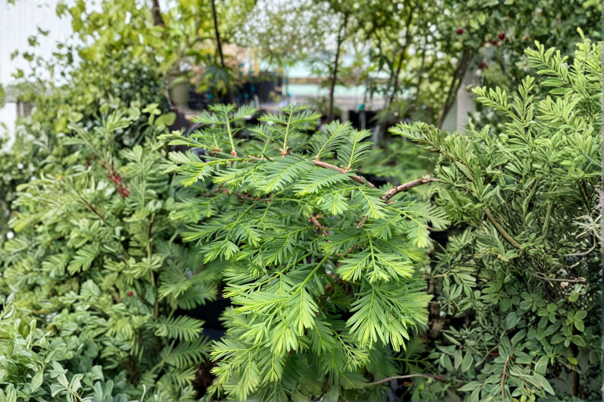Bonsai Dawn Redwood Live Plant (Metasequoia glyptostroboides) - 8 Inch, 1 Year Grafted