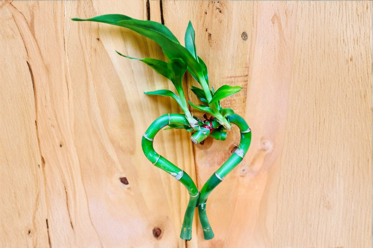 Lucky Bamboo Heart - Dracaena sanderiana Starter Plant, Hydroponic Friendly