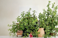 Gold Variegated Lemon Thyme Live Plant - Organic Rooted 5 In. Perennial Herb