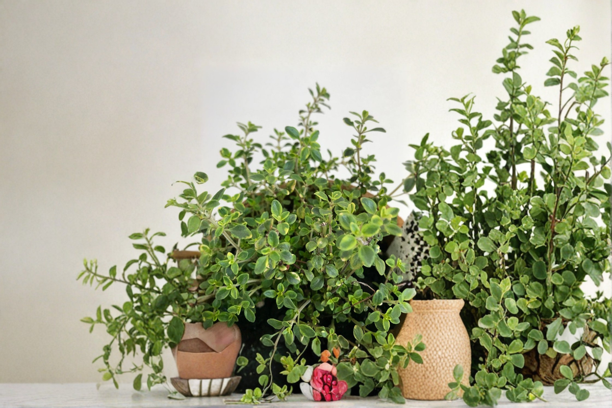 Gold Variegated Lemon Thyme Live Plant - Organic Rooted 5 In. Perennial Herb