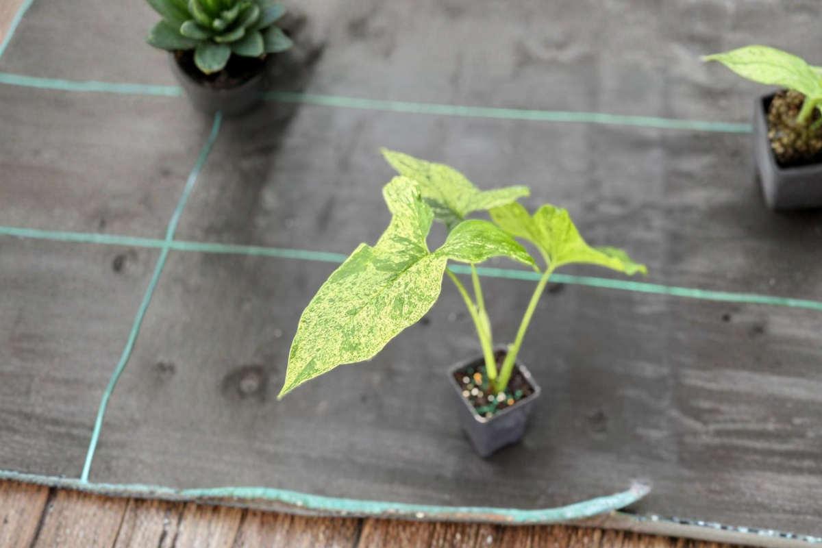 Syngonium Mojito Starter Cutting | Variegated Arrowhead Vine