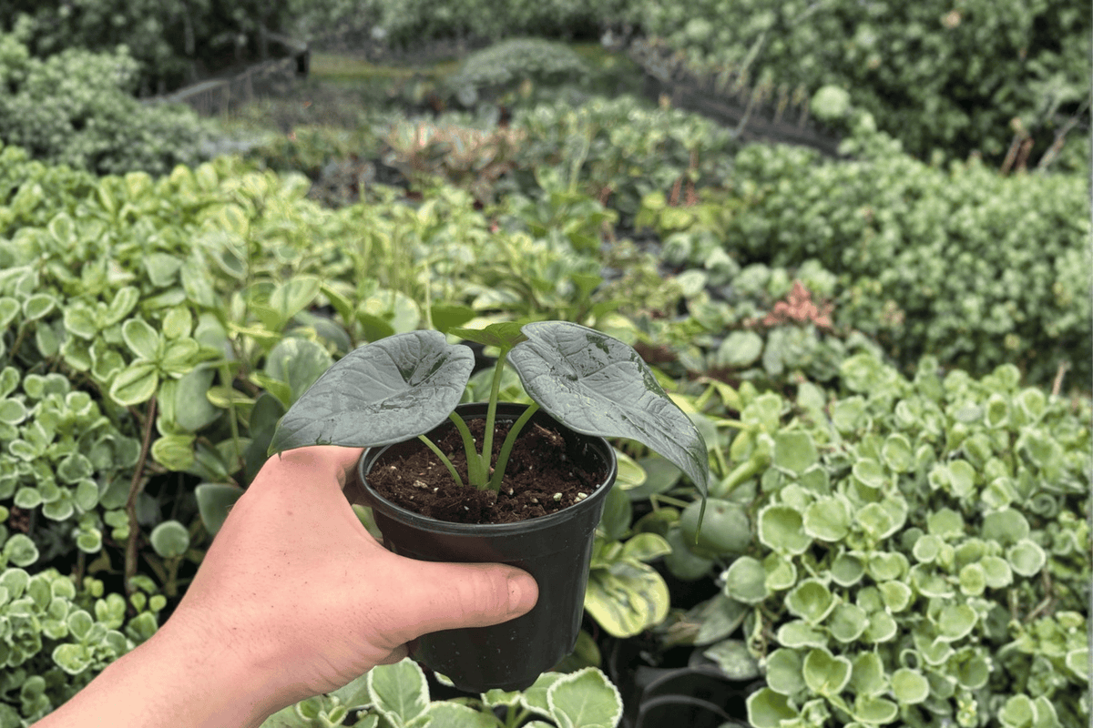 Alocasia Dragon Wings 2 Live Plants in 4-Inch Pots | Dragon Scale x Scalprum Hybrid