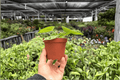 Anthurium Dorayaki x MBR - 2 Live Plants, 4-Inch Pots (Exact Plants)