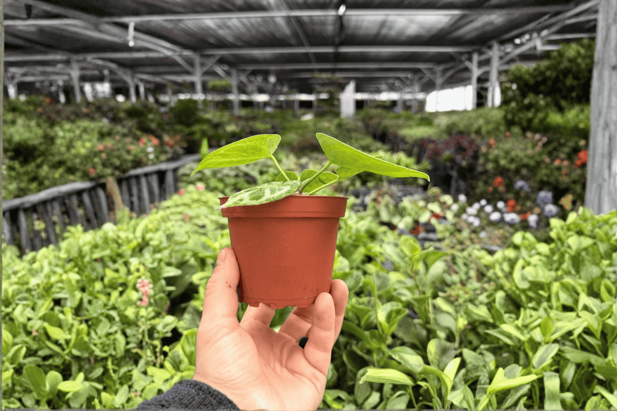 Anthurium Dorayaki x MBR - 2 Live Plants, 4-Inch Pots (Exact Plants)