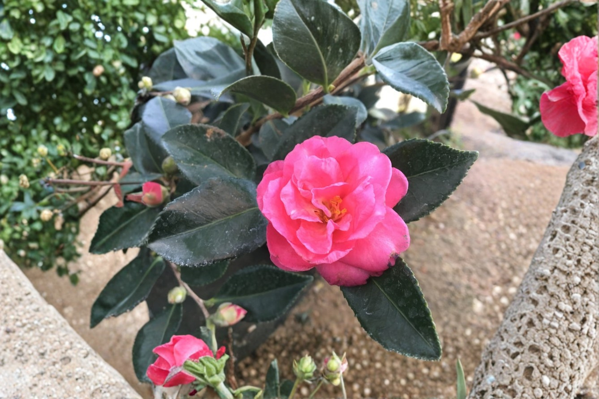 Camellia sasanqua Showa No Sakae – 3 Gallon Live Plant Fall Blooming Evergreen Shrub