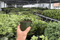 Hoya Curtisii Live Plant 4-Inch Pot – 2 Exact Plants