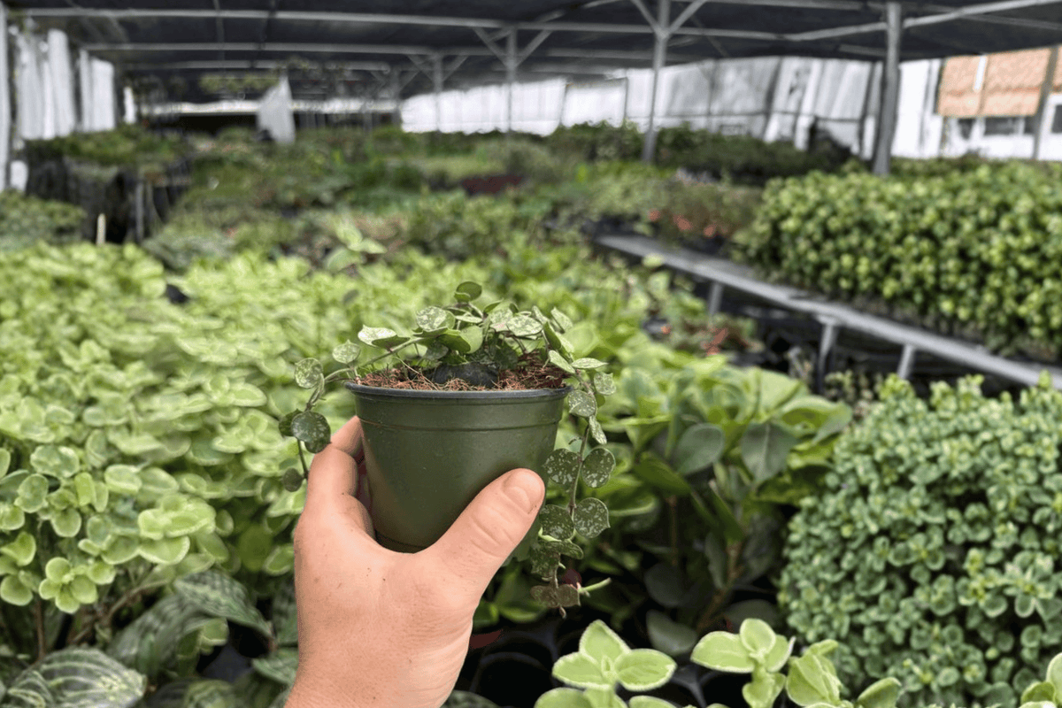 Hoya Curtisii Live Plant 4-Inch Pot – 2 Exact Plants