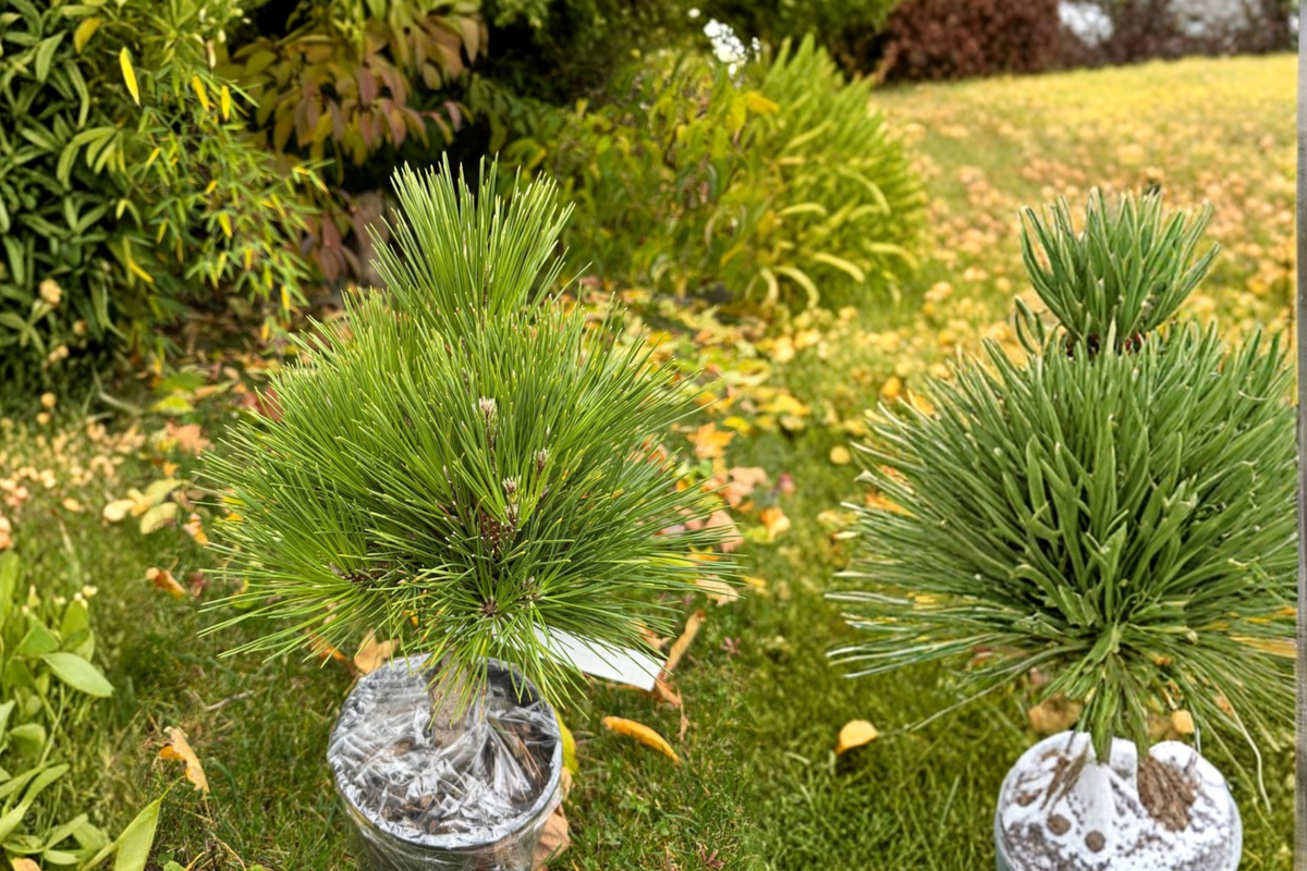 Japanese Black Pine Thundercloud Live Plant - 1 Gallon Pot, 12" Tall Pinus thunbergii Bonsai Pine