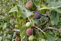 Celeste Fig Tree Live Plant | 4-Year-Old Fruiting Ficus carica 'Celeste' - Container Friendly, Full Sun