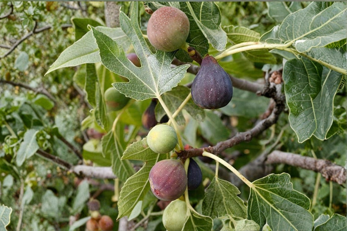 Celeste Fig Tree Live Plant | 4-Year-Old Fruiting Ficus carica 'Celeste' - Container Friendly, Full Sun