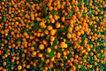 Shiranui Mandarin Tree Live Citrus - 3–4 ft, 4x4x14 Pot, Rooted Cutting