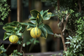 Variegated Pink Lemon Tree - Dwarf Citrus Live Plant in 4x4x14 Pot