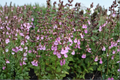 Pineapple Sage Salvia elegans Live Starter Plant | Red Flowers, Full Sun, Pollinator Friendly