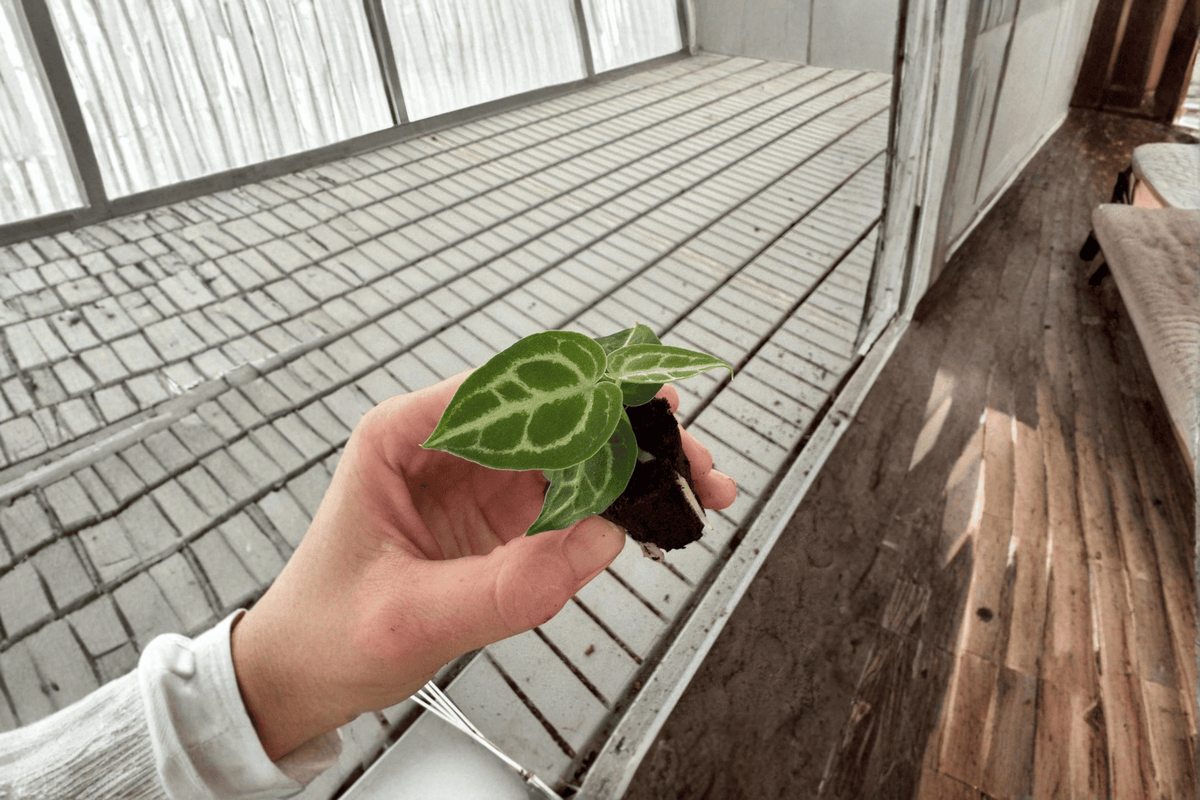 Anthurium Dorayaki × Crystallinum Starter Plants - 2 Bare Root Anthurium Hybrid