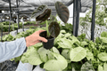 Alocasia cuprea ‘Red Secret’ - 2 Live Plants in 4-Inch Pots