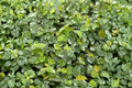Creeping Fig Ficus pumila - 2" Pot Starter Live Plant, Trailing Tropical Vine